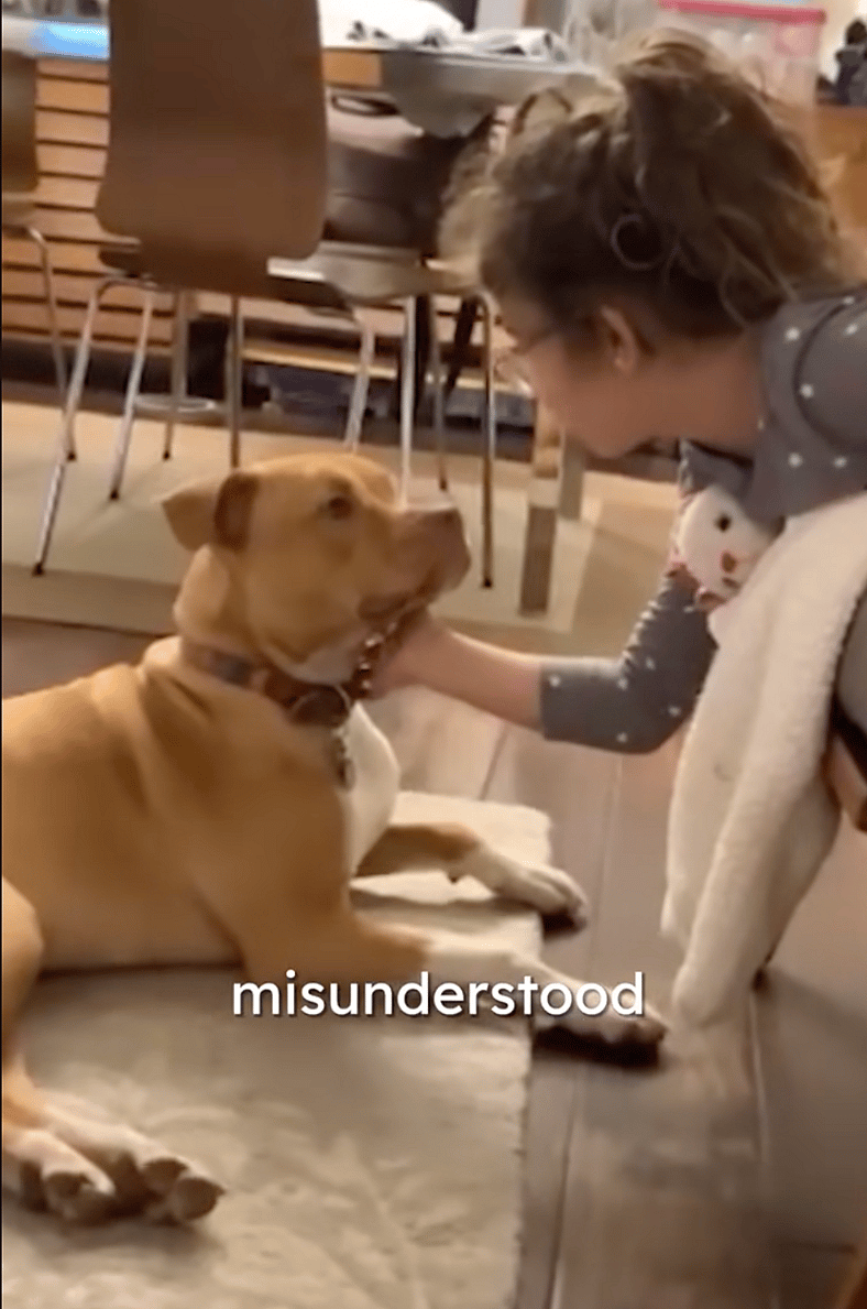 This Pitbull's Obsession With Small Animals Is The Sweetest Thing You'll See Today